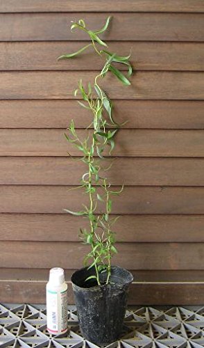 雲竜柳　ウンリュウヤナギ　大きめカット Amazon | ウンリュウヤナギ （雲竜柳） | 植木